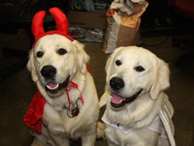 20 Cute Dog Halloween Costumes - Food-Theme Costume Ideas for Dogs