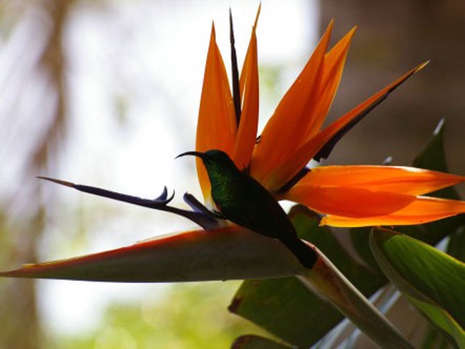 Half-collared sunbird on Bird of Paradise flower in Eastern Cape, South Africa