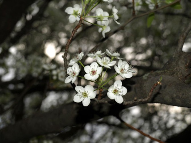 White flowers